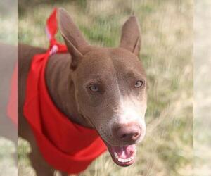 American Staffordshire Terrier-Unknown Mix Dogs for adoption in San Antonio, TX, USA