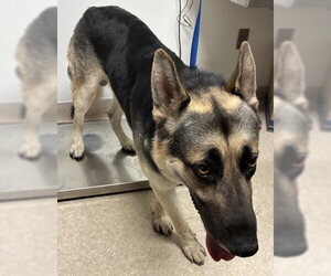 German Shepherd Dog Dogs for adoption in Bakersfield, CA, USA