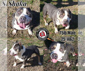 American Bulldog Dogs for adoption in Georgetown, KY, USA