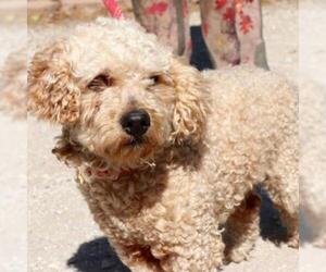 Poodle (Miniature) Dogs for adoption in Von Ormy, TX, USA