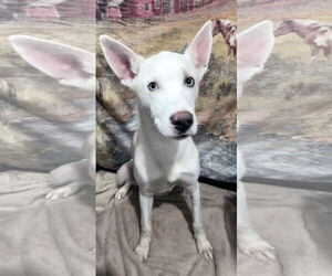 Siberian Husky-Unknown Mix Dogs for adoption in Corning, AR, USA