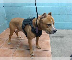 American Pit Bull Terrier Dogs for adoption in Downey, CA, USA