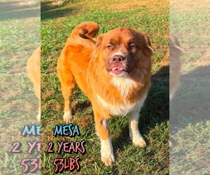 Mutt Dogs for adoption in Woodbury, NY, USA