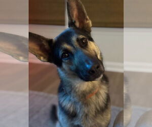 German Shepherd Dog Dogs for adoption in La Grange , NC, USA
