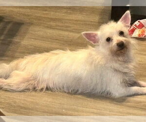 Mutt Dogs for adoption in Alexander, AR, USA