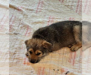 Airedale Terrier-German Shepherd Dog Mix Dogs for adoption in Lakewood, CO, USA