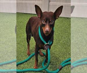 Chihuahua Dogs for adoption in Camarillo, CA, USA