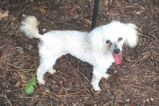 Poodle (Toy) Dogs for adoption in Fayetteville, GA, USA