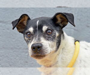 Rat Terrier Dogs for adoption in Pasadena, CA, USA