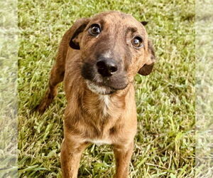 Chihuahua-Plott Hound Mix Dogs for adoption in Bristol, CT, USA