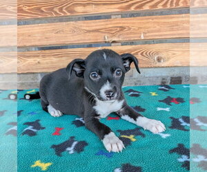 Chihuahua-Unknown Mix Dogs for adoption in Chico, CA, USA