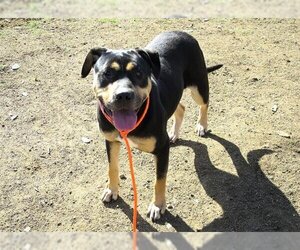 Rottweiler Dogs for adoption in Orange, CA, USA