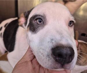 Bull Terrier-Unknown Mix Dogs for adoption in San Antonio, TX, USA
