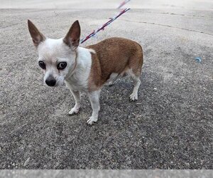 Chihuahua Dogs for adoption in Houston, TX, USA