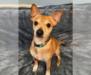 Chihuahua-Unknown Mix Dogs for adoption in Bellevue, WA, USA