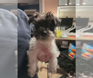 Mutt Dogs for adoption in Candler, NC, USA