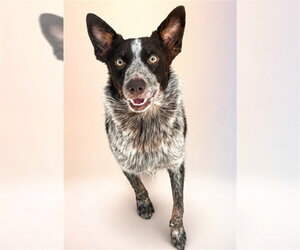 Mutt Dogs for adoption in Las Vegas, NV, USA