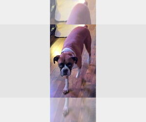 Boxer Dogs for adoption in Austin, TX, USA