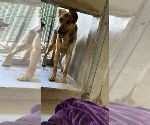 German Shepherd Dog Dogs for adoption in San Bernardino, CA, USA