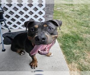 Staffordshire Bull Terrier-Unknown Mix Dogs for adoption in Plano, TX, USA