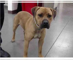 Bullboxer Pit Dogs for adoption in Phoenix, AZ, USA