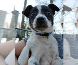 Jack-Rat Terrier Dogs for adoption in Blacksburg, SC, USA