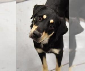 Shepradors Dogs for adoption in Sheridan, CO, USA