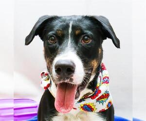 Mutt Dogs for adoption in Sanford, FL, USA