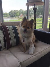 Pomeranian Dogs for adoption in Greenville, SC, USA
