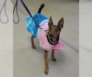 Miniature Pinscher Dogs for adoption in Vero Beach, FL, USA