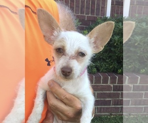 Chihuahua-Unknown Mix Dogs for adoption in Longview, TX, USA