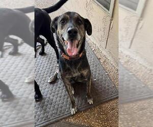 Catahoula Leopard Dog Dogs for adoption in San Antonio, TX, USA