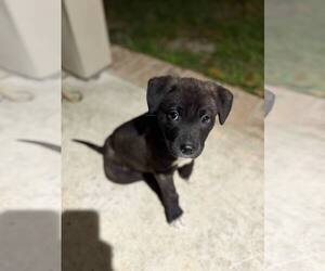 Labrador Retriever-Unknown Mix Dogs for adoption in Pensacola, FL, USA