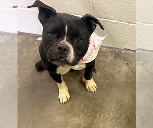 Mutt Dogs for adoption in Euless, TX, USA