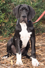Great Dane Dogs for adoption in Palo Alto, CA, USA