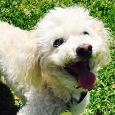 Poodle (Miniature)-Unknown Mix Dogs for adoption in Placentia, CA, USA