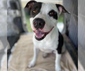 American Pit Bull Terrier Dogs for adoption in Von Ormy, TX, USA