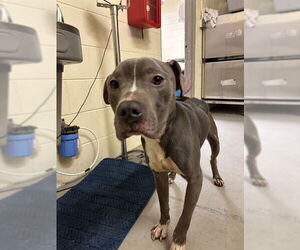 Mutt Dogs for adoption in Sanford, FL, USA