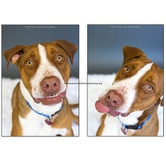 American Staffordshire Terrier-Unknown Mix Dogs for adoption in Canon City, CO, USA