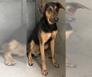 Medium Photo #2 Doberman Pinscher-Unknown Mix Puppy For Sale in San Bernardino, CA, USA