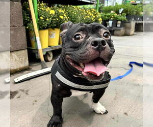 Staffordshire Bull Terrier-Unknown Mix Dogs for adoption in Las Vegas, NV, USA