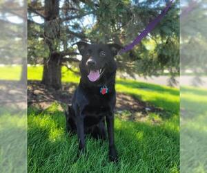 Shepradors Dogs for adoption in Maple Grove, MN, USA