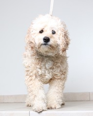 Small Poodle (Miniature)