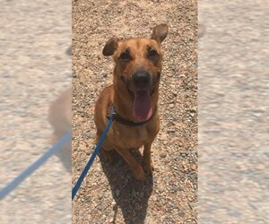 Mutt Dogs for adoption in Jackson, MS, USA