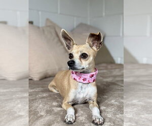 Medium Photo #4 Mutt Puppy For Sale in San Leon, TX, USA