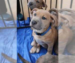 American Pit Bull Terrier-American Staffordshire Terrier Mix Dogs for adoption in Holly Springs, NC, USA