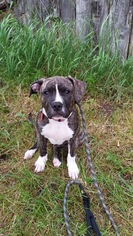 American Staffordshire Terrier Dogs for adoption in Spirit Lake, ID, USA