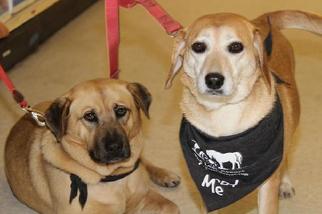 Lab-Pointer Dogs for adoption in Brighton, TN, USA