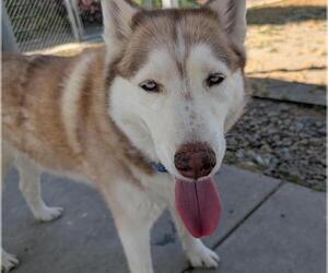 Siberian Husky Dogs for adoption in Sacramento, CA, USA