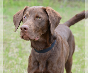Labrador Retriever Dogs for adoption in Negaunee, MI, USA